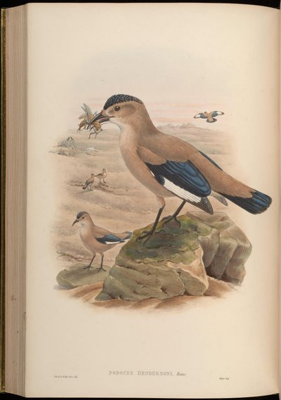 Podoces hendersoni von John Gould